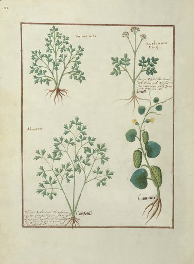 Obere Reihe: Salbei und Bupleurum, Illustration aus dem Buch der einfachen Medizin von Mattheaus Platearius, ca. 1470 von Robinet Testard